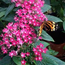 Schmetterlings Ausstellung Im Botanischen Garten Plants