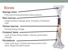 In humans the red bone marrow forms all of the blood cells with the exception of the lymphocytes, which are produced in the marrow and reach their mature form in the lymphoid organs. Equine Skeletal Systems Ppt Video Online Download