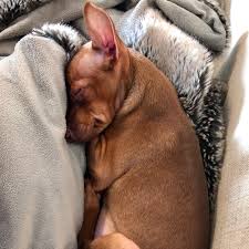Miniature pinschers have a wide muzzle, narrow head, and erect ears, which may be cropped. Adopt A Miniature Pinscher Puppy Near New York Ny Get Your Pet