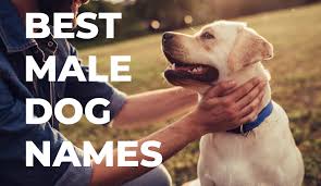 every dog has unique traits especially colors that help set them apart and can make finding the perfect name chal dog names dog names male best male dog names