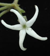 Image result for Orthanthera jasminiflora