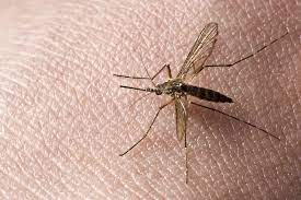This is an animation i created to illustrate the way in which the west nile virus is transmitted between birds, mosquitoes, and humans. West Nile Virus Already Active In Wyoming For 2019 Wyoming Department Of Health