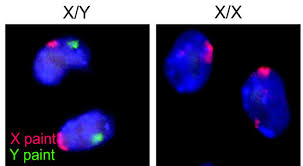 Different kinds of animals have different both plant and animal cells have vacuoles, which are like storage containers for nutrients, food, or waste. Germ Cell Wikipedia