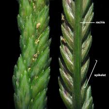 Image result for Eleusine