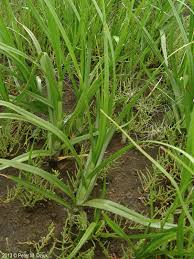 Image result for Bolboschoenus