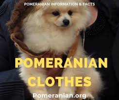 Black And Brown Pomeranian Price Clothes For Pomeranians Does Your Pom Need Dog Clothes For Pomeranians Pomeranian Dochlaggie Pomeranian Puppy Cute Pomeranian Dog Clothes