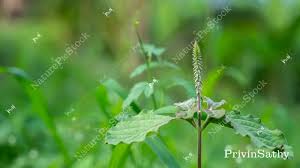 Image result for Achyranthes