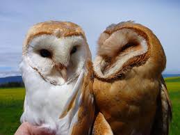 Discovered in its daytime retreat, the barn owl bobs its head and weaves back and forth, peering at the intruder. Differential Fitness Effects Of Moonlight On Plumage Colour Morphs In Barn Owls Nature Ecology Evolution