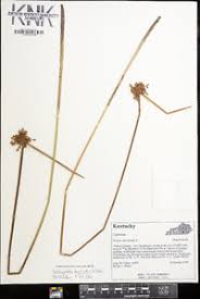 Image result for Schoenoplectiella mucronata