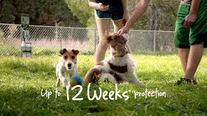 Mark your calendar for the next dose to be given 12 weeks later rather. Bravecto For Dogs What You Need To Know