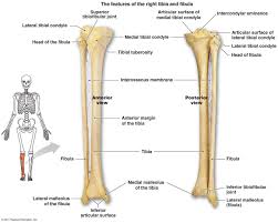 The tibia and fibula are two long bones that run parallel to each other, forming the scaffold of the leg and providing attachment points for many muscles. Diagram Tibia Fibula Bone Diagram Full Version Hd Quality Bone Diagram Ideadiagrams Liberamenteonlus It