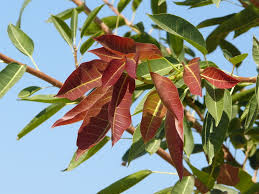 Image result for Ficus virens