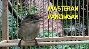 Burung flamboyan seringkali dikenal sebagai burung wergan jawa. Tembakan Burung Flamboyan Gacor Nyuling Pancingan Dan Masteran Terbaik Youtube