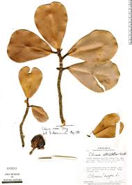 Image result for Clusiaceae