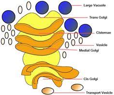 Oct 03, 2015 · the endoplasmic reticulum (er) is a large, dynamic structure that serves many roles in the cell including calcium storage, protein synthesis and lipid metabolism. 26 Golgi Ideas Cell Biology Plasma Membrane Eukaryotic Cell