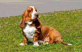 We did not find results for: ãƒã‚»ãƒƒãƒˆ ãƒã‚¦ãƒ³ãƒ‰ã®ç‰¹å¾´ã¨æ€§æ ¼ é£¼ã„æ–¹ ä¾¡æ ¼ç›¸å ´ãªã© çŠ¬å›³é'' ã„ã¬ã®ãã‚‚ã¡web Magazine