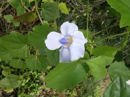 Image result for Hibiscus aethiopicus