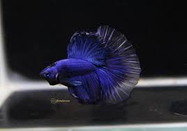 Our bettas are hand selected from the best farms in thailand. Tristan Royal Blue Halfmoon Betta Released Bettasplendid Com