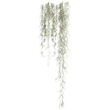 Angie S Spanish Moss Liked On Polyvore Spanish Moss Creepers Plants Architecture Collage