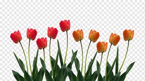 How to cut tulips from garden. Cut Flowers Lilium White Flower White Flower Lilium Png Pngwing