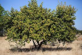 Image result for Thespesia garckeana