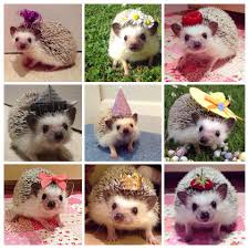 Me Gusta Los Hedgehogs Hedgehog Pet Cuddly Animals Cute Animals