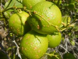 Rodrigues Le Limon Un Agrume Emblematique Le Limon De Rodrigues Qualireg La Qualite Pour Le Developpement En Ocean Indien