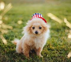 Pin By Meghan Hodder On 3 Omg Cute Animals Logan Paul Kong Cute Dogs