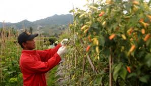Merdeka.com telah merangkum cara menanam cabe rawit dari. Pasar Murah Cabe Rawit Bandung Jual Rp 85 Ribu Per Kilogram Nasional Tempo Co