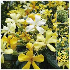 Controlled conditions of fast growing flowers from seed enhances the quality of the harvest. Hymenosporum Flavum Native Frangipani Seeds Fragrant Flowers Attract Birds Ebay
