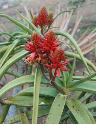 Image result for Aloe bukobana