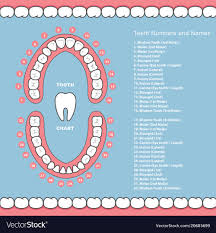 Tooth Chart With Names Dental Infographics