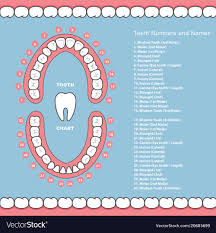 tooth chart with names dental infographics