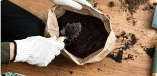 Image result for Polyspatha