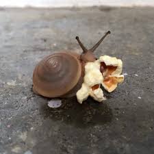 Snail Eating Popcorn Animals Pet Snails Cute Animals Snail