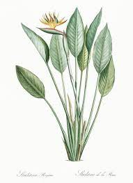 bird of paradise illustration from les liliac eacute es 1805 by pierre joseph redout eacute 1759 1840 digitally enhanced b ใบไม สอนระบายส น ำ ศ ลปะส น ำ