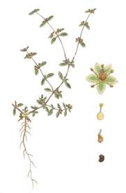 Image result for Gisekia africana