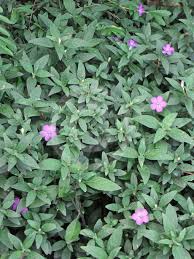 Image result for Blumea squarrosa