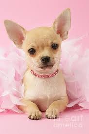Pink Times By Mgl Meiklejohn Graphics Licensing Cute Chihuahua Chihuahua Puppies Chihuahua
