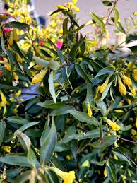 Image result for Gelsemiaceae