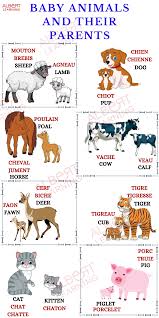 The animal world offers a fascinating look into survival. Baby Animals And Their Parents Baby Animal Names Free French Lessons Teaching Babies