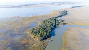 Image result for Coleochloa