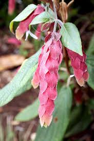 Image result for Justicia sp. A cf. engleriana