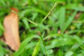 Image result for Paspalum conjugatum