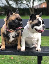 Our Extra Hairy French Fries Bulldog French Bulldog Puppies Bulldog Puppies