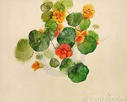 Nasturtium Painted In Watercolor Nasturtium Flower Painting Watercolor Flowers