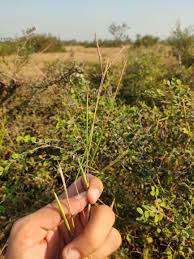 Image result for Arthraxon