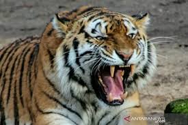 Jumlahnya hanya mencapai puluhan ekor di alam liar. Manusia Perlu Belajar Hidup Berdampingan Dengan Harimau Antara News