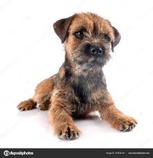 We did not find results for: Chiot Border Terrier Images Libres De Droit Photos De Chiot Border Terrier Depositphotos