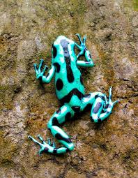 Green Poison Arrow Frog Dendrobates Auratus Poison Arrow Frog Animals Cute Frogs